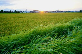 DSC09616.jpeg