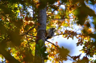 DSC_0344.jpg