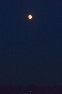 DSC_0370.jpg