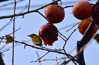 DSC_0458.jpg