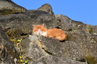 DSC_1018.jpg