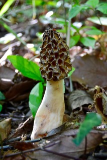 DSC_2868.jpg