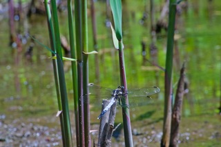 DSC_3001.jpg
