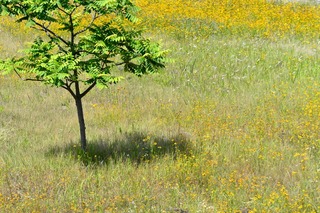 DSC_3712.jpg