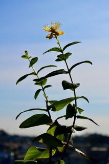 DSC_4030.jpg