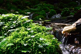 DSC_4635.jpg