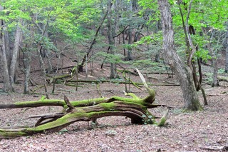 DSC_4726.jpg