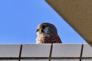DSC_5971.jpg