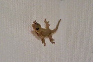 DSC_8248.jpg