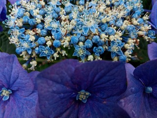 IMG_20230609_130231.jpeg