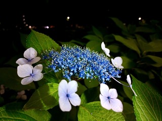 IMG_20240612_200325_615.jpeg